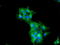 Tubulin Alpha Like 3 antibody, LS-C173415, Lifespan Biosciences, Immunofluorescence image 