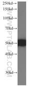 Proteasome 26S Subunit, Non-ATPase 4 antibody, 66179-1-Ig, Proteintech Group, Western Blot image 