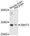 Zinc Finger Matrin-Type 3 antibody, LS-C333703, Lifespan Biosciences, Western Blot image 