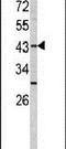 Fucosyltransferase 1 (H Blood Group) antibody, PA5-13515, Invitrogen Antibodies, Western Blot image 