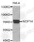 WDFY Family Member 4 antibody, A4897, ABclonal Technology, Western Blot image 