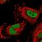 Cerebellin 3 Precursor antibody, NBP1-85844, Novus Biologicals, Immunocytochemistry image 