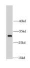 Mitochondrial Ribosomal Protein L28 antibody, FNab05325, FineTest, Western Blot image 