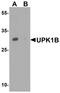 Uroplakin 1B antibody, A10230, Boster Biological Technology, Western Blot image 