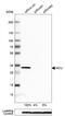 Mitochondrial Calcium Uniporter antibody, HPA016480, Atlas Antibodies, Western Blot image 