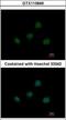 T-Box 5 antibody, GTX113849, GeneTex, Immunocytochemistry image 