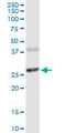 Rat CD152 antibody, LS-C196996, Lifespan Biosciences, Western Blot image 