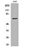 Protection Of Telomeres 1 antibody, orb162454, Biorbyt, Western Blot image 