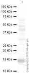 C-X-C motif chemokine 11 antibody, ab9955, Abcam, Western Blot image 