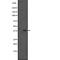 Succinate Receptor 1 antibody, abx147569, Abbexa, Western Blot image 