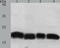 Programmed Cell Death 6 antibody, TA324256, Origene, Western Blot image 