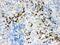 Actin Alpha 1, Skeletal Muscle antibody, RP1070, Boster Biological Technology, Immunohistochemistry frozen image 