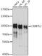 L3MBTL Histone Methyl-Lysine Binding Protein 2 antibody, GTX64756, GeneTex, Western Blot image 