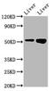 Serine Protease 16 antibody, CSB-PA882073LA01HU, Cusabio, Western Blot image 