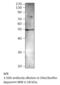 Bone Morphogenetic Protein 8b antibody, MBS540008, MyBioSource, Western Blot image 