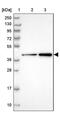 BRMS1 Like Transcriptional Repressor antibody, PA5-61262, Invitrogen Antibodies, Western Blot image 