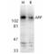 Amyloid Beta Precursor Protein antibody, AHP538, Bio-Rad (formerly AbD Serotec) , Immunohistochemistry paraffin image 