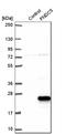 Fibronectin Type III Domain Containing 5 antibody, HPA051290, Atlas Antibodies, Western Blot image 