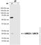 Ubiquitin Conjugating Enzyme E2 I antibody, ab75854, Abcam, Immunoprecipitation image 