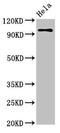 mCLOCK antibody, CSB-PA005574EA01HU, Cusabio, Western Blot image 