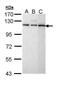 Spliceosome Associated Factor 1, Recruiter Of U4/U6.U5 Tri-SnRNP antibody, PA5-22150, Invitrogen Antibodies, Western Blot image 