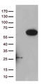 Ras Association Domain Family Member 9 antibody, TA809393S, Origene, Western Blot image 