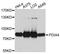 Protein Disulfide Isomerase Family A Member 4 antibody, A4326, ABclonal Technology, Western Blot image 