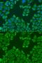 Poly(A) Binding Protein Cytoplasmic 4 antibody, GTX33380, GeneTex, Immunofluorescence image 