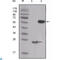 C-Terminal Src Kinase antibody, LS-C812428, Lifespan Biosciences, Western Blot image 