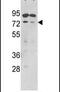 SUMO Specific Peptidase 1 antibody, PA5-11328, Invitrogen Antibodies, Western Blot image 