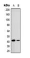 CAMP Responsive Element Binding Protein 1 antibody, orb393253, Biorbyt, Western Blot image 