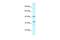 TATA-Box Binding Protein Associated Factor, RNA Polymerase I Subunit A antibody, PA5-46849, Invitrogen Antibodies, Western Blot image 