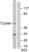 TRAF3 Interacting Protein 3 antibody, LS-B9676, Lifespan Biosciences, Western Blot image 