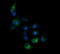 Kallikrein Related Peptidase 8 antibody, LS-C174694, Lifespan Biosciences, Immunofluorescence image 