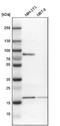 Activating Transcription Factor 3 antibody, NBP1-85816, Novus Biologicals, Western Blot image 