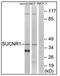 Succinate Receptor 1 antibody, AP31872PU-N, Origene, Western Blot image 