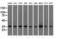 Eukaryotic Translation Initiation Factor 2 Subunit Alpha antibody, LS-C115313, Lifespan Biosciences, Western Blot image 
