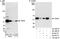 Thyroid Hormone Receptor Interactor 6 antibody, A300-865A, Bethyl Labs, Western Blot image 