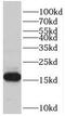 Prefoldin Subunit 5 antibody, FNab06337, FineTest, Western Blot image 