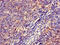 Major Histocompatibility Complex, Class II, DQ Beta 1 antibody, CSB-PA14849A0Rb, Cusabio, Immunohistochemistry frozen image 