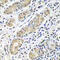 G Protein-Coupled Receptor Class C Group 5 Member A antibody, 23-445, ProSci, Immunohistochemistry paraffin image 