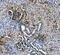 Argininosuccinate Synthase 1 antibody, M02212-1, Boster Biological Technology, Immunohistochemistry paraffin image 