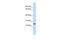 Proline Rich And Gla Domain 1 antibody, 25-952, ProSci, Western Blot image 