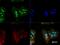 Methyl-CpG Binding Protein 2 antibody, NB100-56326, Novus Biologicals, Immunofluorescence image 