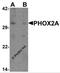 Paired Like Homeobox 2A antibody, 6827, ProSci Inc, Western Blot image 
