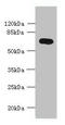 Potassium Voltage-Gated Channel Modifier Subfamily S Member 2 antibody, orb355331, Biorbyt, Western Blot image 