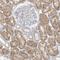 Selenocysteine-specific elongation factor antibody, HPA035795, Atlas Antibodies, Immunohistochemistry frozen image 