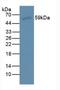 Anti-Mullerian Hormone antibody, LS-C720959, Lifespan Biosciences, Western Blot image 