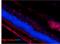 DNA and RNA Damage antibody, SMC-155D-ALP, StressMarq, Immunohistochemistry paraffin image 