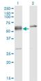 Serine And Arginine Rich Splicing Factor 6 antibody, H00006431-M02, Novus Biologicals, Western Blot image 